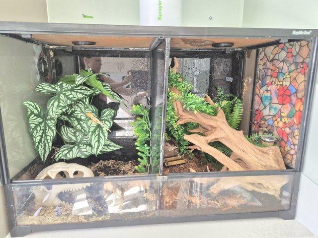 2 crested geckos and set up