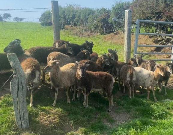Image 1 of Soay Ewes, ewe and weather Lambs.