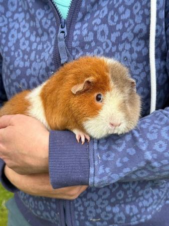 Image 5 of Beautiful Teddy Guinea Pig Girl Sow