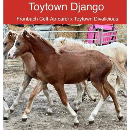 Image 2 of Toytown django section A colt