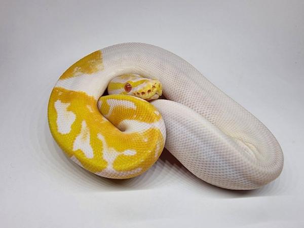 Image 1 of Royal / Ball Pythons - Multiple available