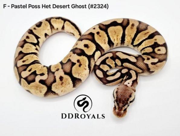 Image 3 of Royal Pythons: Pieds, Desert Ghosts. ADULTS AND HATCHLINGS