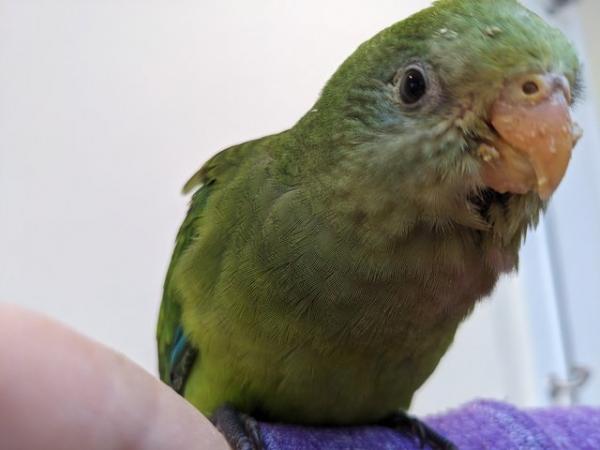 Image 8 of Hand reared talking Australian Superb parrot