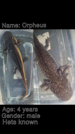 Image 4 of Adults male axolotls for sale