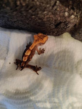 Image 2 of Crested Gecko Juveniles/Babies for Sale