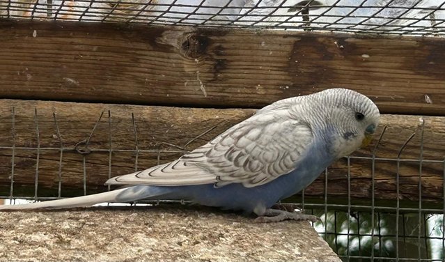 Image 2 of Two male  baby budgies for sale