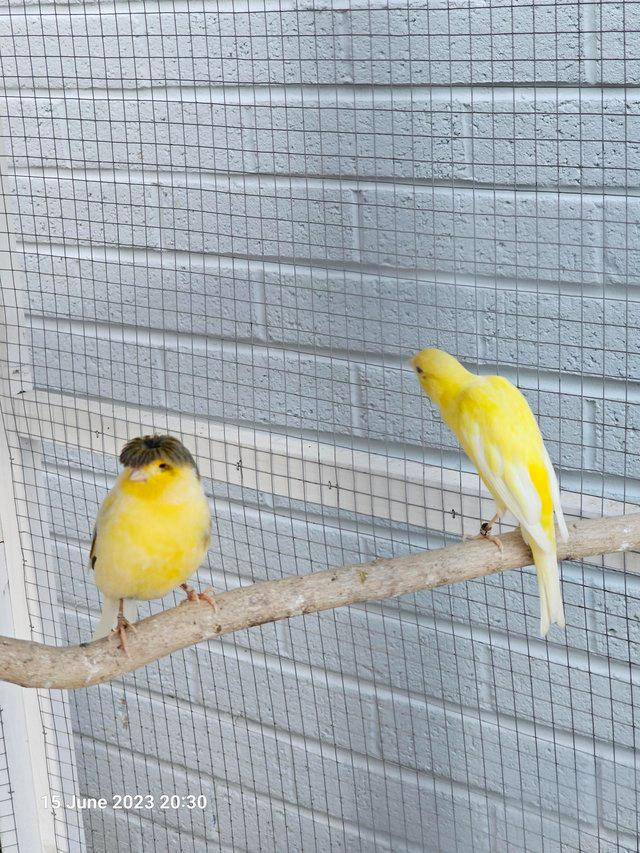 Preview of the first image of Singing healthy Canaries for sale.