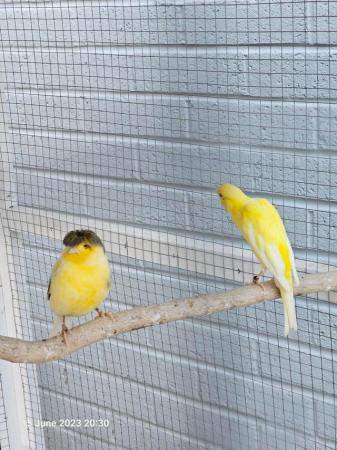 Image 1 of Singing healthy Canaries for sale