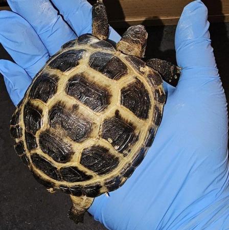 Image 2 of Horsfield Tortoises For Sale Cb22