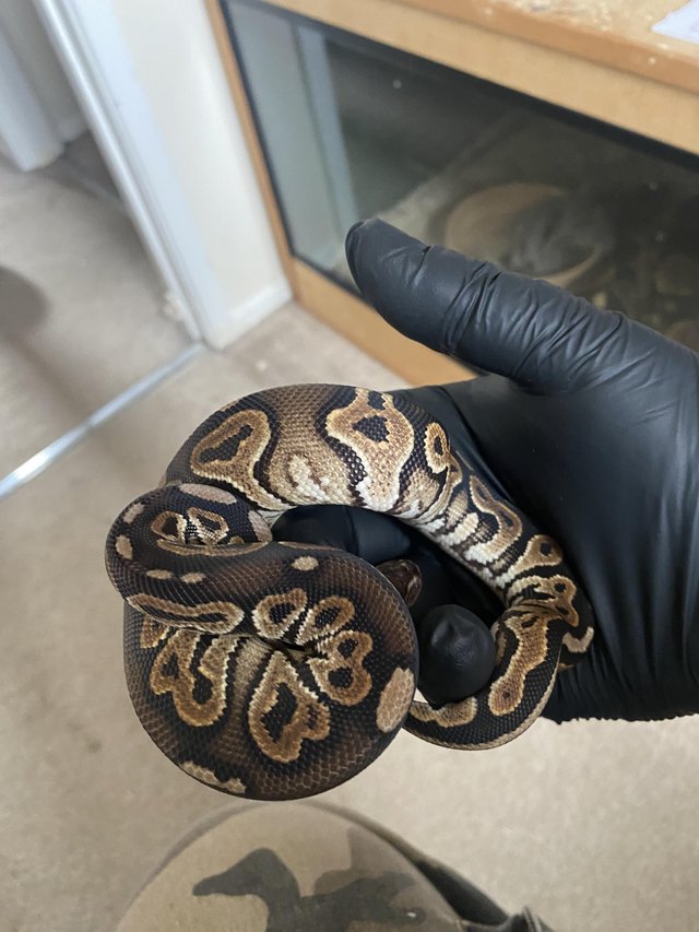 Preview of the first image of Female CB23 cinnamon royal python.