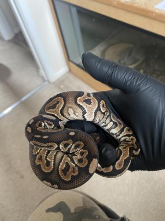 Image 1 of Female CB23 cinnamon royal python