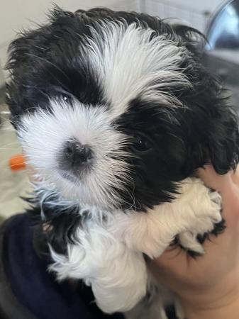 Image 15 of Shih Tzu Puppies For Sale (1 Boy)