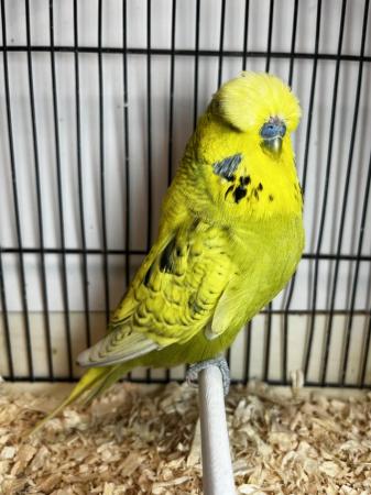 Image 3 of Breeding/baby budgies for sale