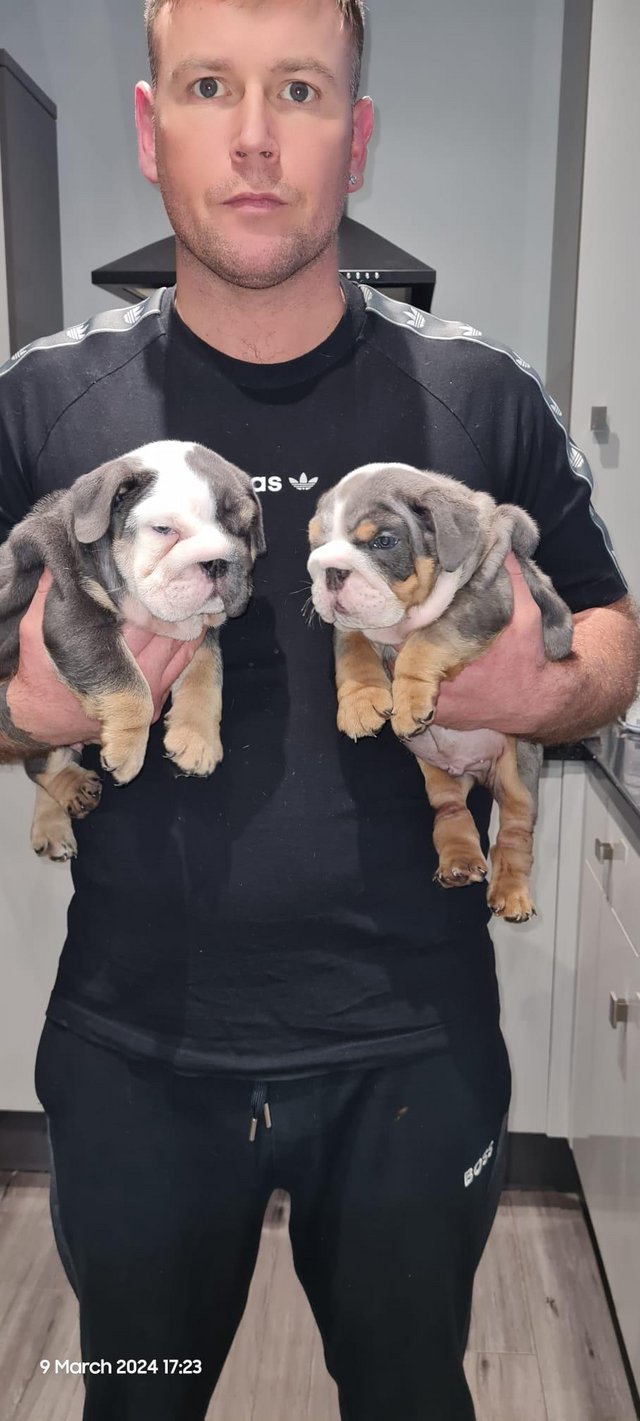 Preview of the first image of English bulldog puppies 8 weeks old 18th March.