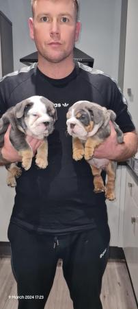 Image 1 of English bulldog puppies 8 weeks old 18th March