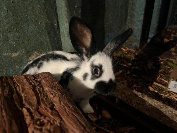 Image 4 of Male English spot x dwarf lop rabbits