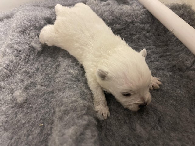 Preview of the first image of KC registered west highland white terriers.