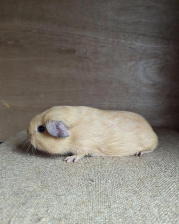 Image 1 of Pretty pair of baby male guinea pigs available