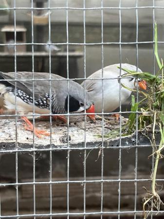 Image 2 of Avairy birds for sale due to Illness