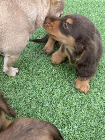 Image 12 of KC Reg longhair miniature dachshunds *READY NOW*