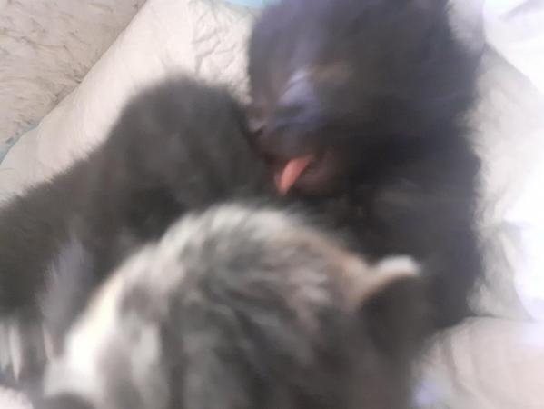Image 10 of Stunning chunky Black fluffy kittens.
