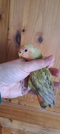 Image 3 of Peach faced baby lovebird for sale