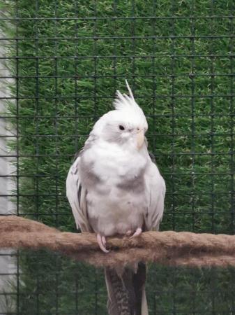 Image 3 of OFFER Stunning young STEADY cockatiels from £80
