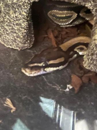 Image 5 of approx 2 year old female (ball )royal  python.
