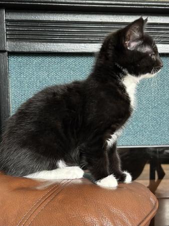 Image 6 of Kitten fluffy one black/white