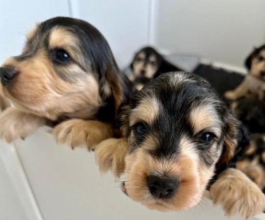 Image 11 of Stunning KC Registered Sable Show Cocker Spaniel Puppies