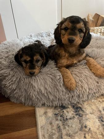 Image 3 of F1B cockapoo puppies **ONLY 1 FEMALE LEFT**