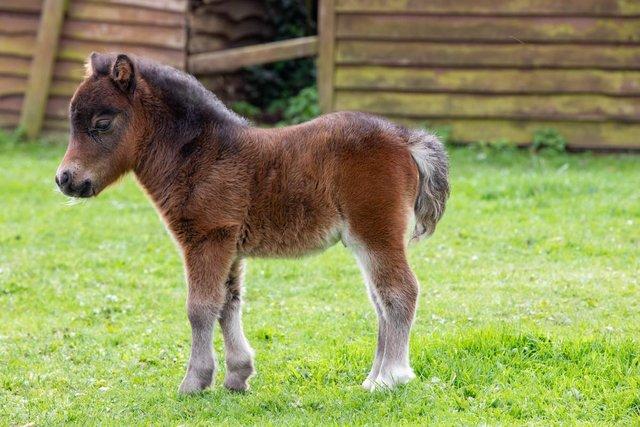 Image 2 of Super friendly Miniature Shetland Colt available at weaning.
