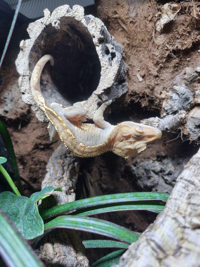 Preview of the first image of Stunning adult crested gecko.