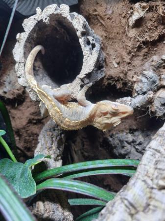 Image 1 of Stunning adult crested gecko