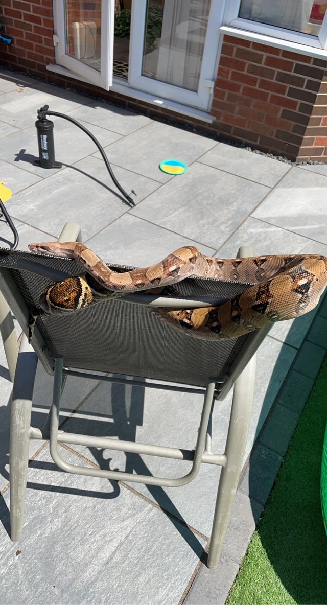 Preview of the first image of 4 year old female boa constrictor looking for a good home.