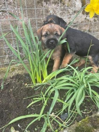 Image 3 of BORDER TERRIER PUPPIES AWAITING THEIR NEW HOMES