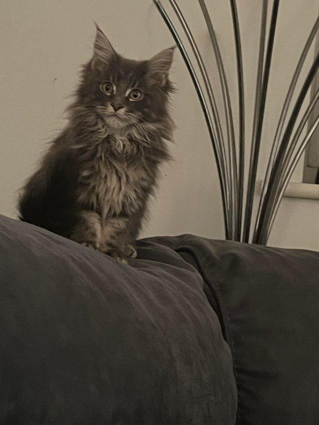 Preview of the first image of 18 week old Maine coon kitten little girl.