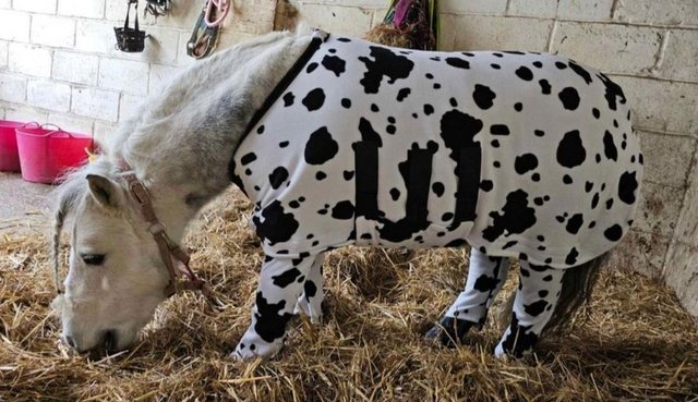 Preview of the first image of 4'0/4FT Cow Print Onesie - New [Only Tried On].