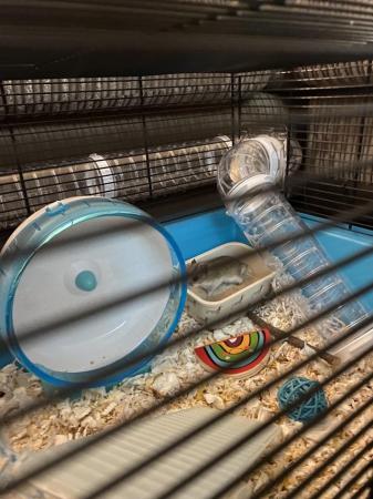 Image 3 of Small hamster/mouse cage