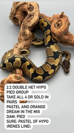 Image 14 of Available Ball Python (Royal Python)