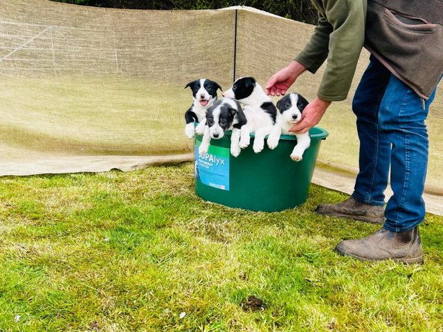 Preview of the first image of READY NOW Two border collie puppies, two girls!!.