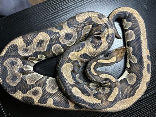 Image 6 of Royal/ball pythons for sale
