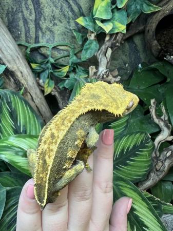 Image 4 of Crested Gecko Babies for sale