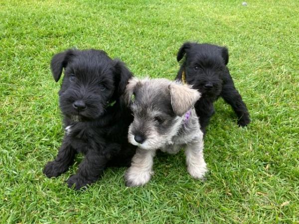 Image 4 of 2 available Quality Pedigree Miniature Schnauzer Puppies