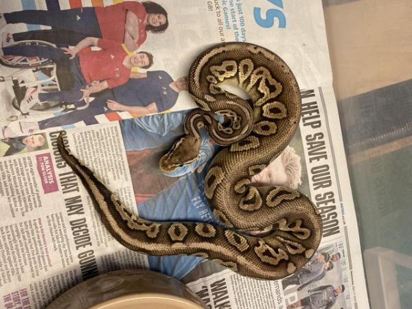 Image 4 of Pewter het Clown male royal python