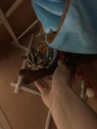 Image 1 of 7/8 month old male sugar glider and set up