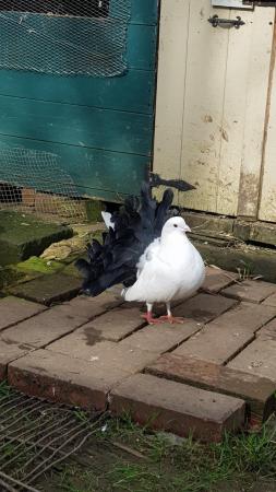Image 3 of English fantail pigeons black tail looking for new home