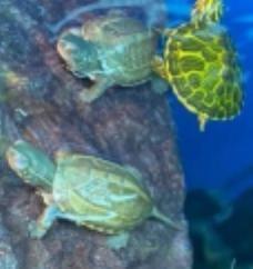 Image 2 of Cute Baby Turtles - Lots to Choose From