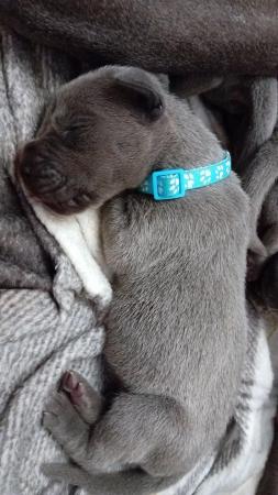 Image 10 of Solid Blue KC Registered Great Dane Puppies