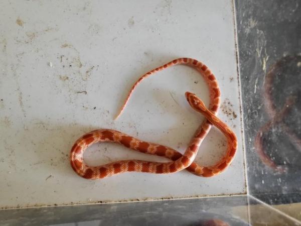 Image 3 of Baby Corn Snakes (Born 10/12/23)